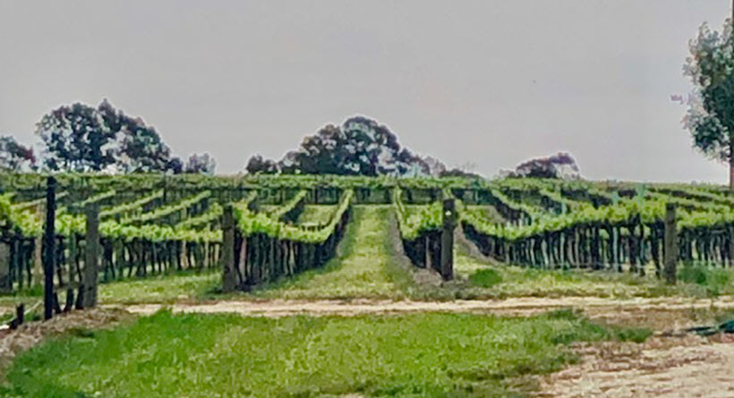 Paulmara vineyard